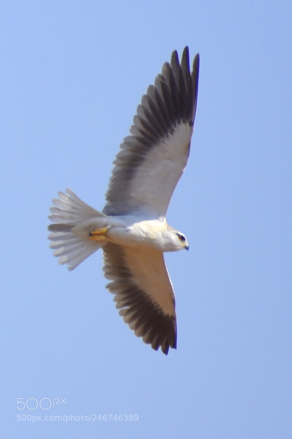 Nikon D7200 sample photo. Black shoulder kite photography