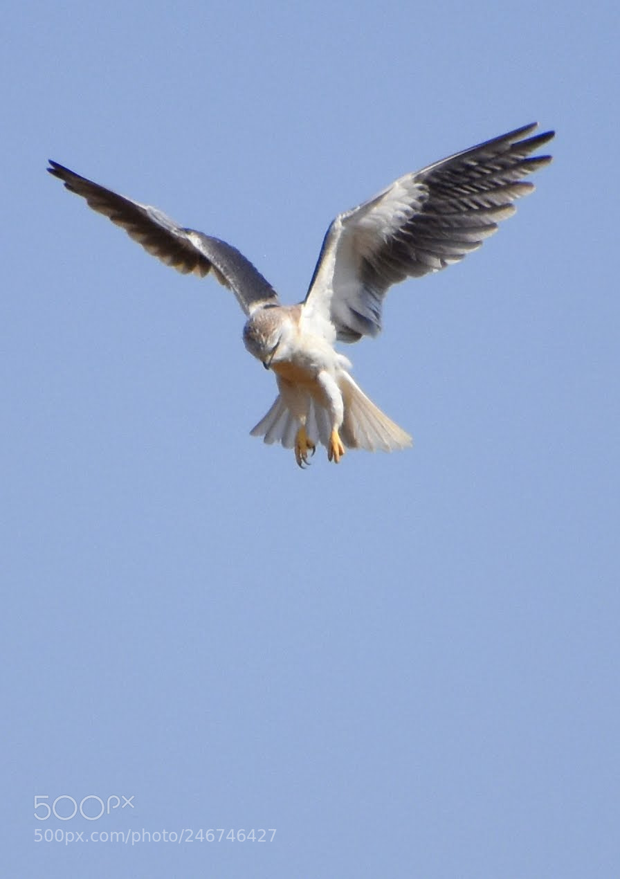 Nikon D7200 sample photo. Black shouldered kite photography