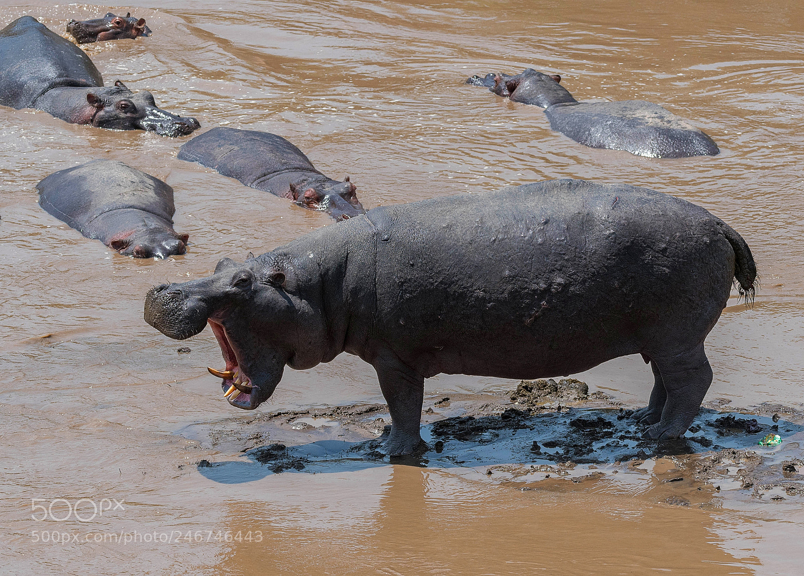 Nikon D500 sample photo. Power demonstration-hippos photography
