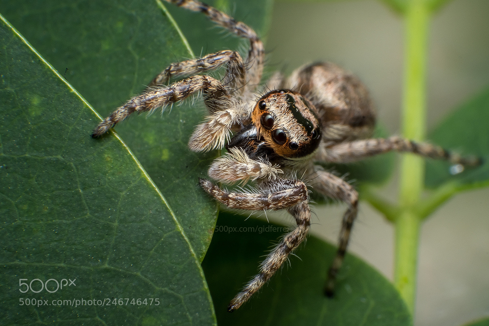 Fujifilm X-T2 sample photo. Neighborhood spider photography