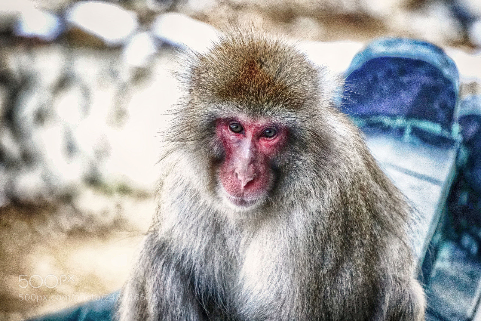 Sony a7R II sample photo. Japanese macaque photography