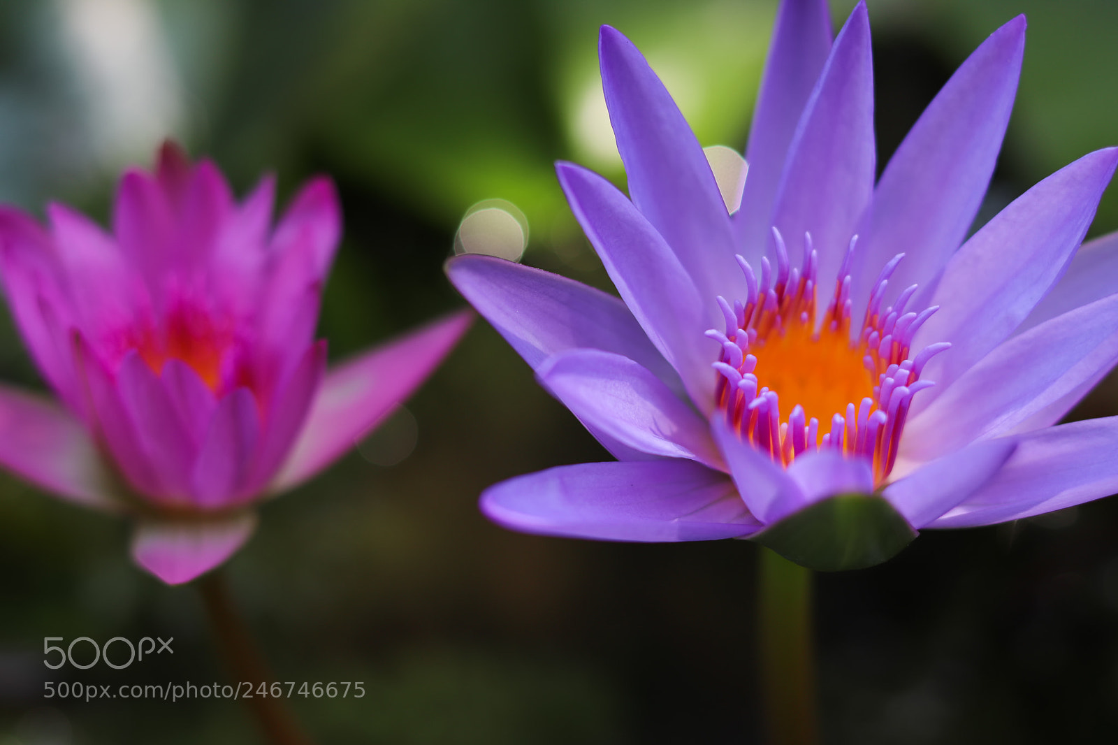 Canon EOS 77D (EOS 9000D / EOS 770D) sample photo. Edit photography