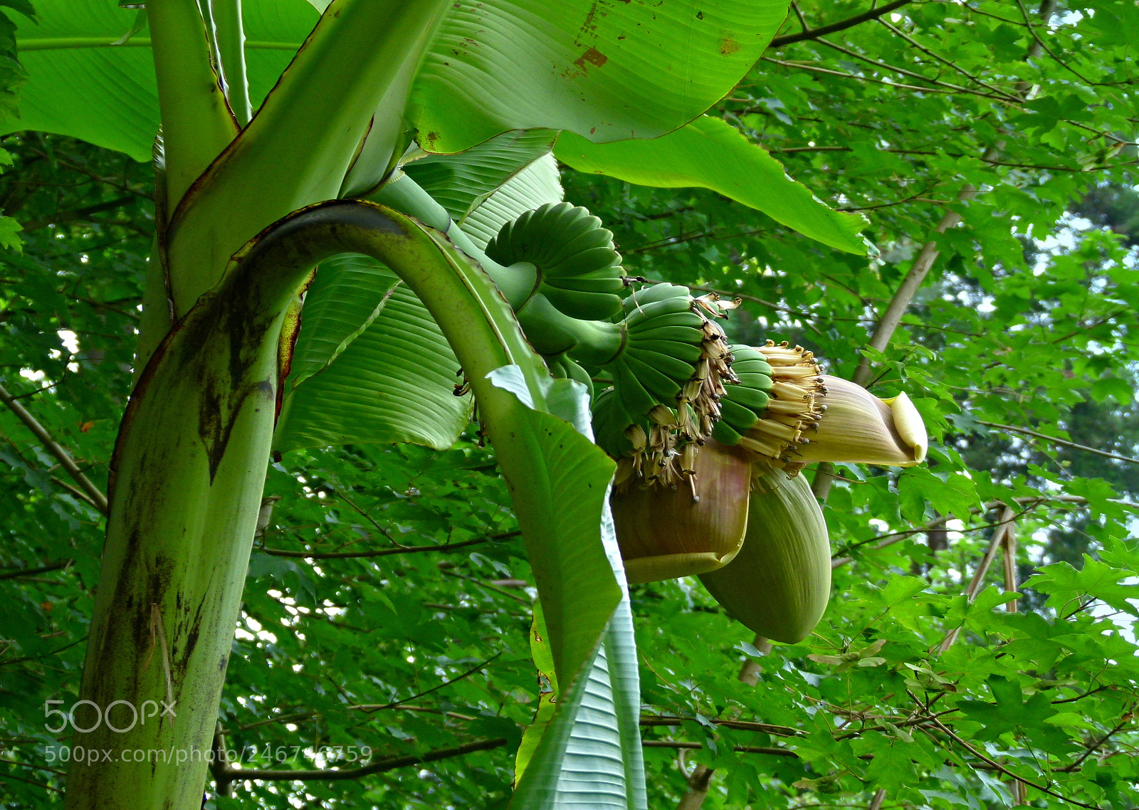Panasonic Lumix DMC-FZ100 sample photo. Musaceae - banana tree photography