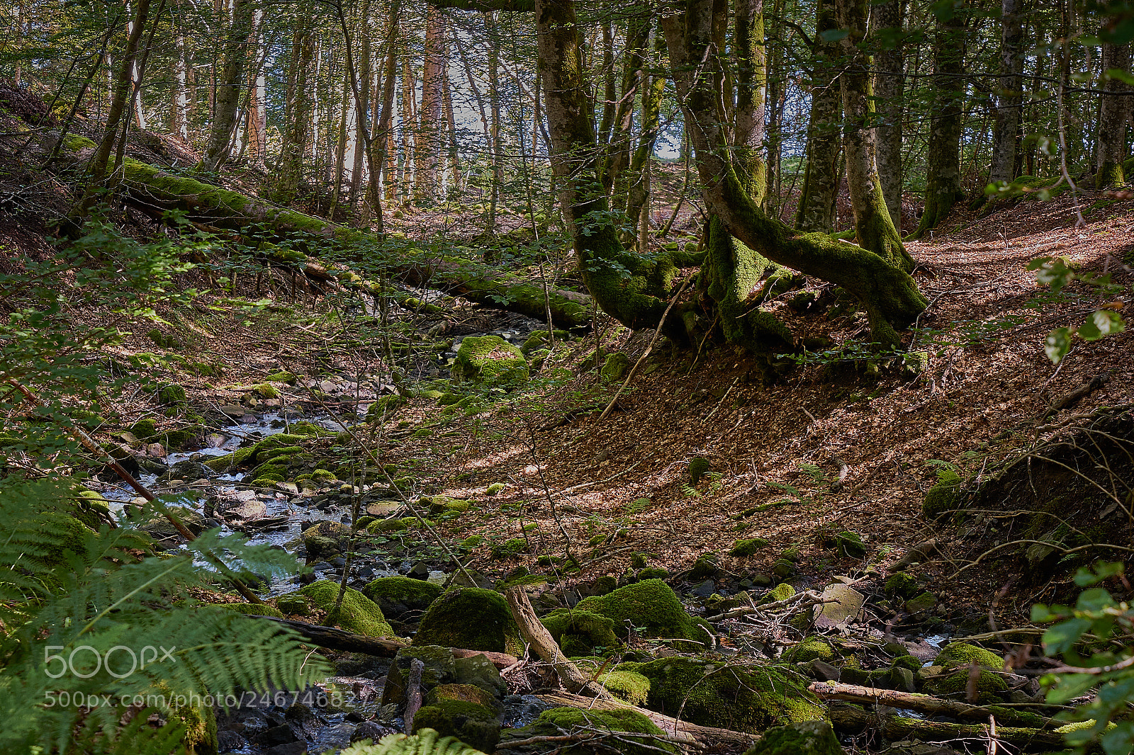 Sony a7 II sample photo. Massif du sancy #8 photography