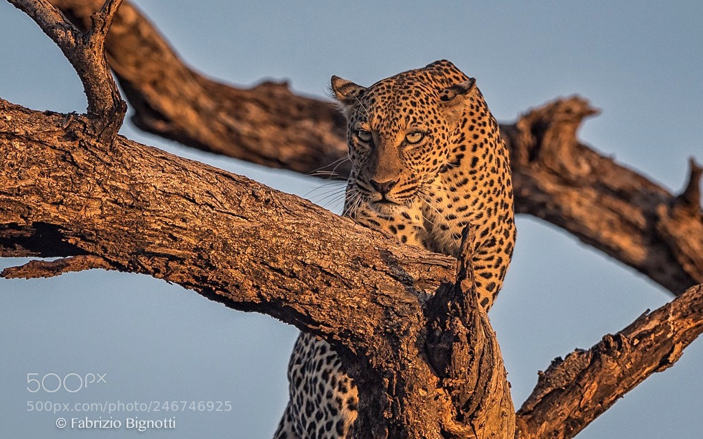 Nikon D5 sample photo. Beautiful leopard at sunset photography
