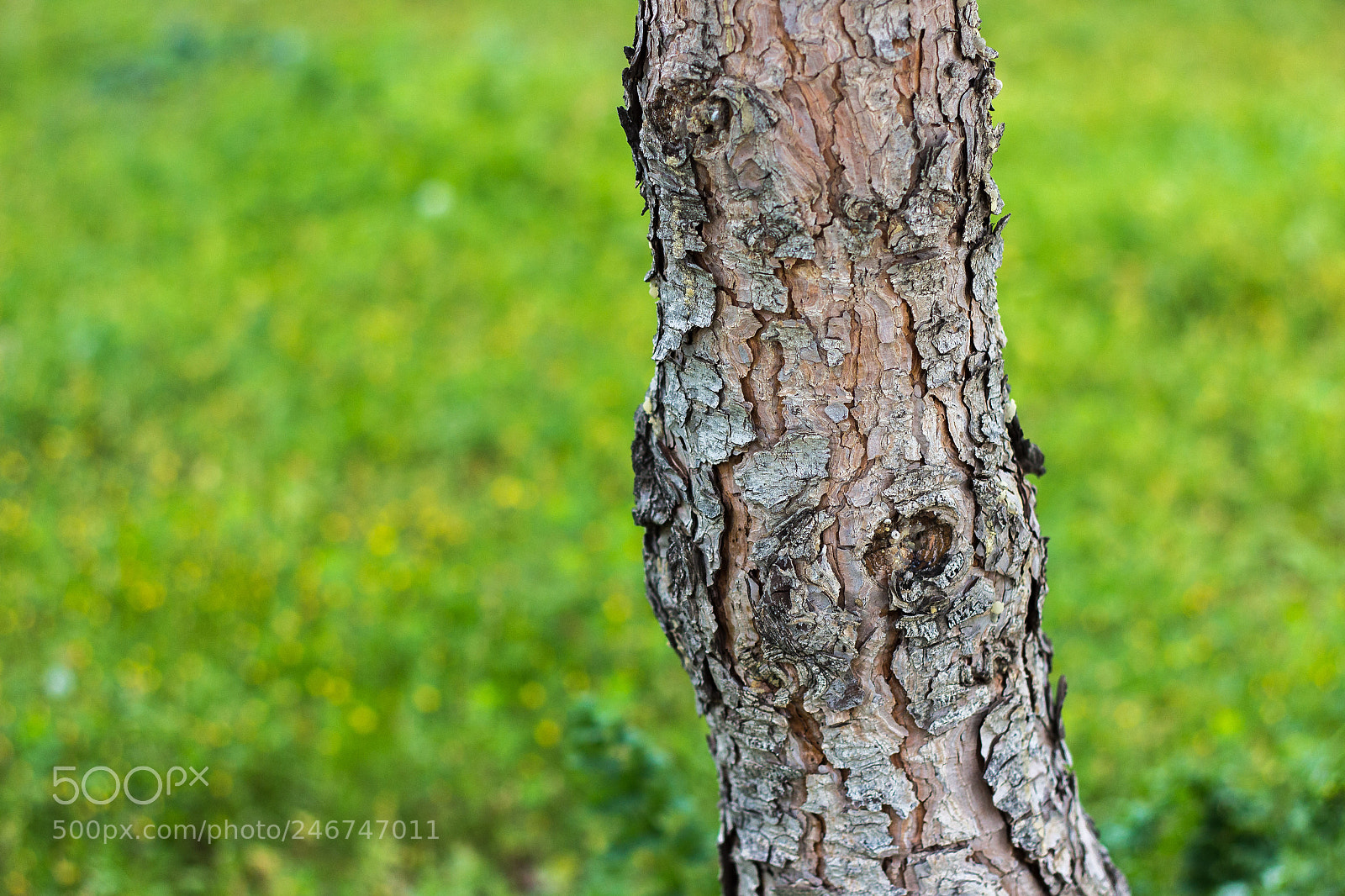 Canon EOS 600D (Rebel EOS T3i / EOS Kiss X5) sample photo. Cracks - lots of photography