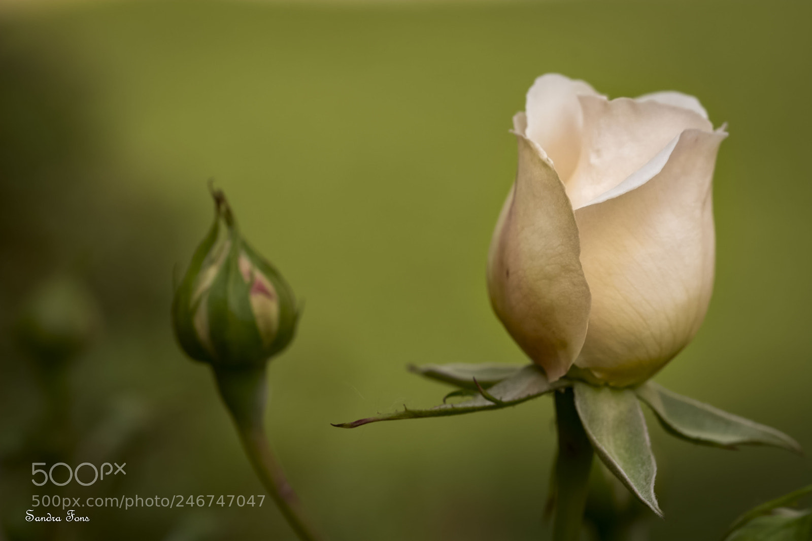 Nikon D7100 sample photo. Renacimiento.. photography