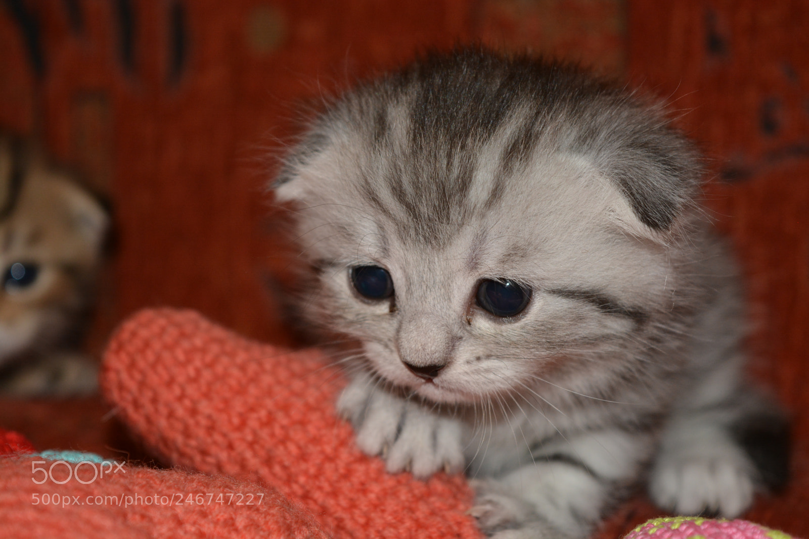 Nikon D5200 sample photo. котенок серый photography