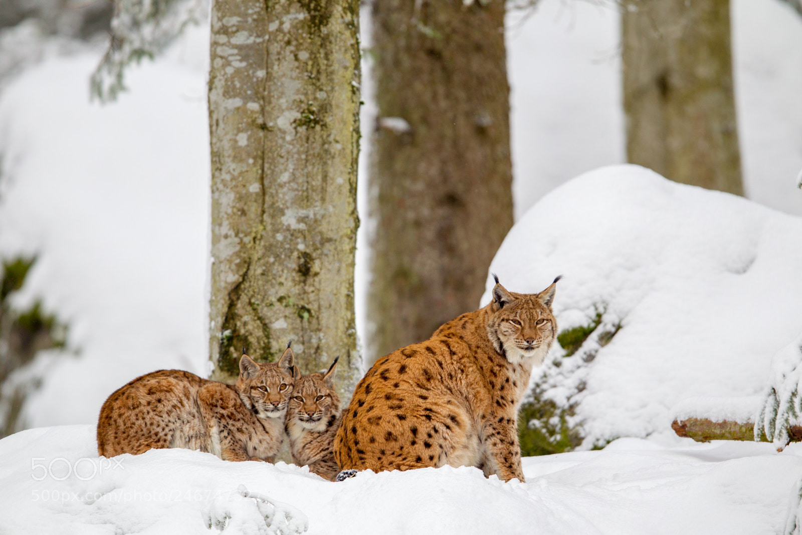 Canon EOS-1D Mark IV sample photo. Eurasian lynx (lynx lynx) photography