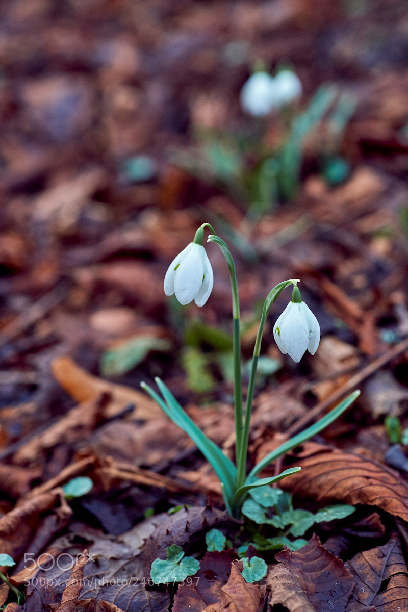 Sony SLT-A99V sample photo. Gartmore snowdrops photography