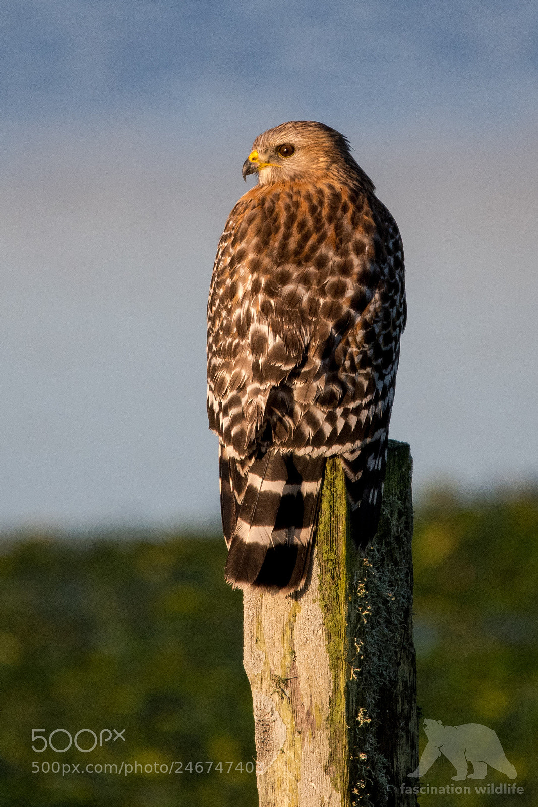 Nikon D850 sample photo. Red shouldered hawk photography