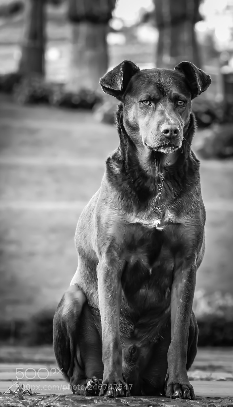Canon EOS 600D (Rebel EOS T3i / EOS Kiss X5) sample photo. Street dog photography