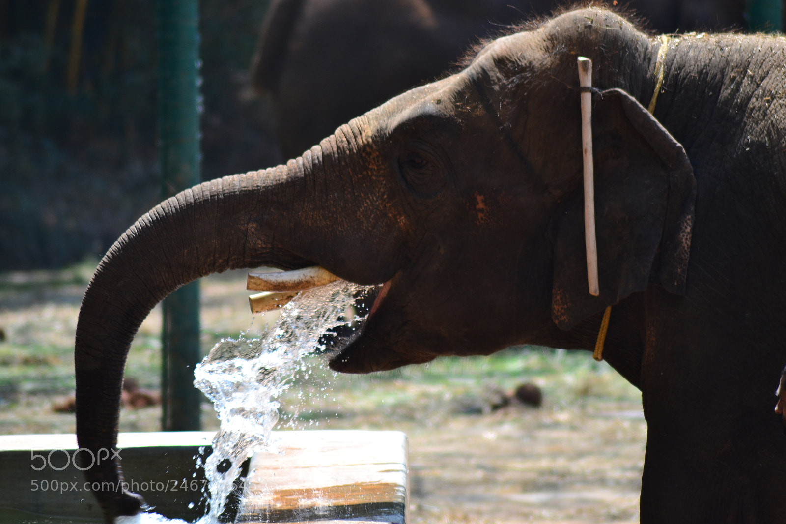 Nikon D3100 sample photo. Water play photography