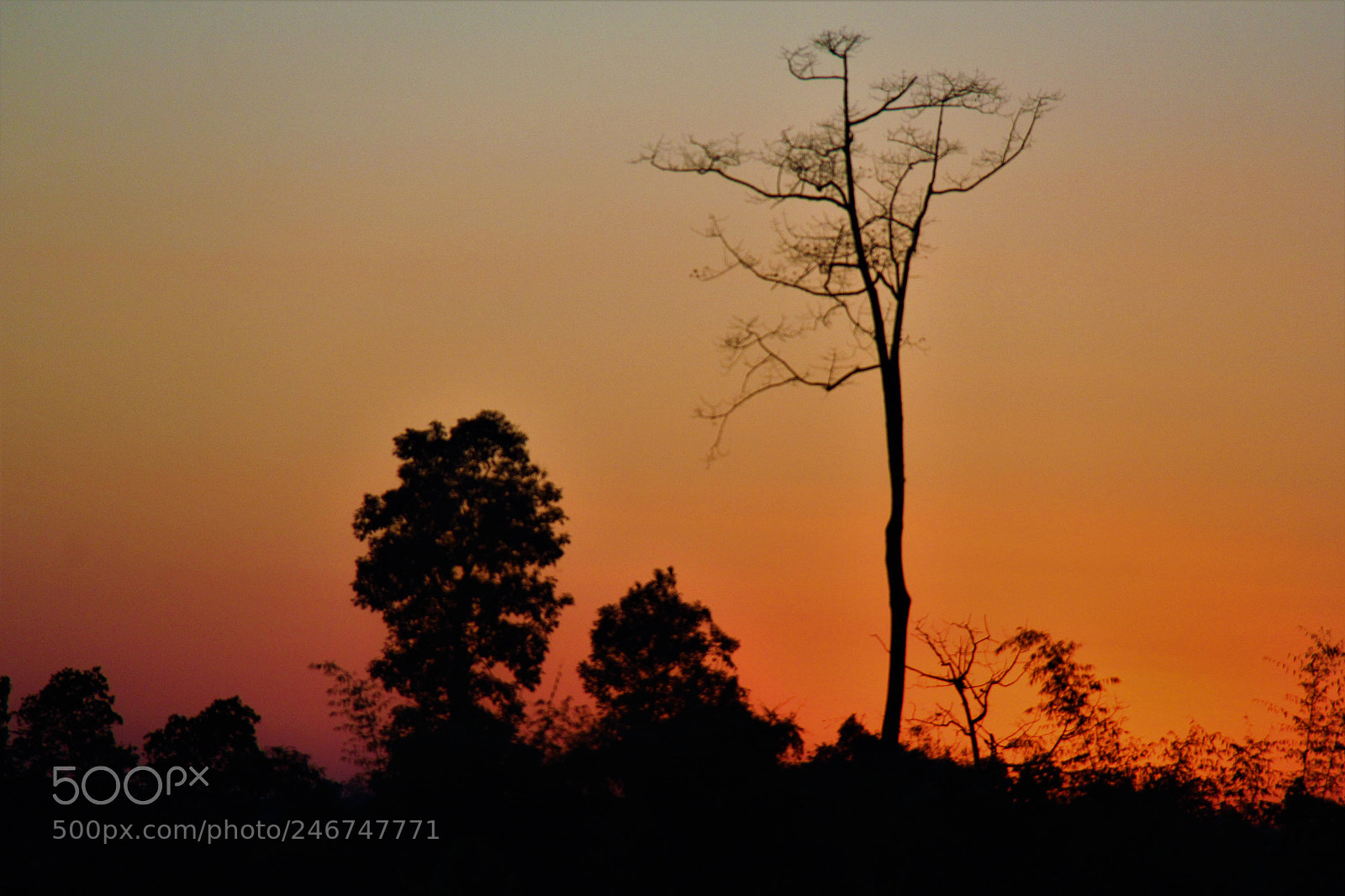 Canon EOS 60D sample photo. Above all photography