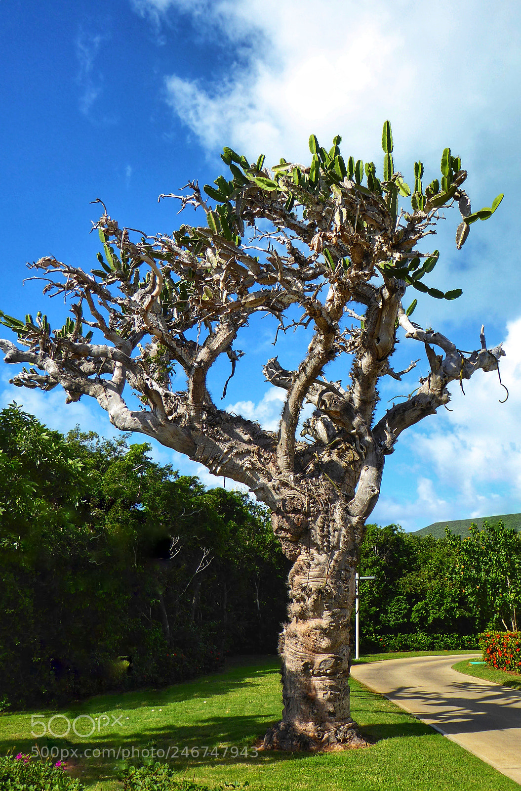 Panasonic DMC-TZ71 sample photo. Majestic cactus in front photography