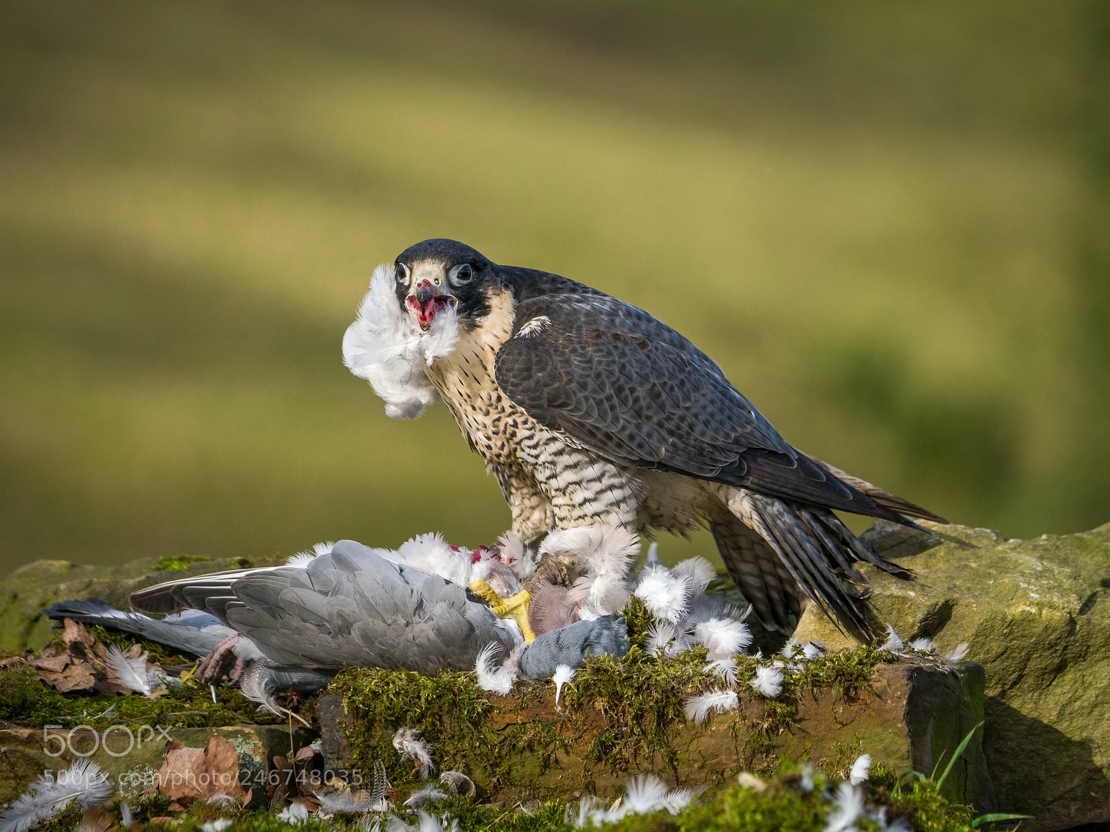 Sony a6300 sample photo. Peregrine falcon photography
