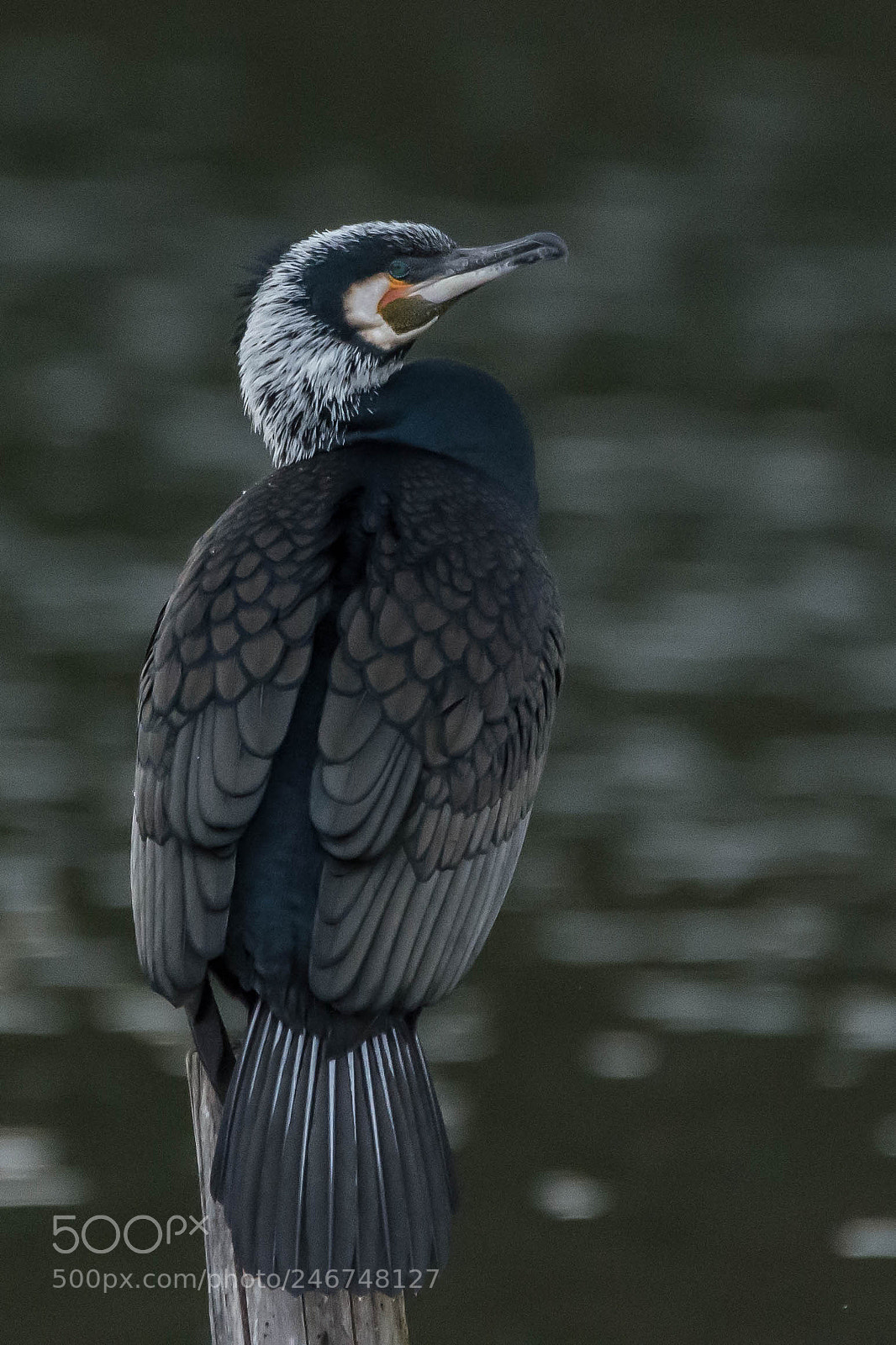 Nikon D7200 sample photo. Cormorant in bridal plumage photography