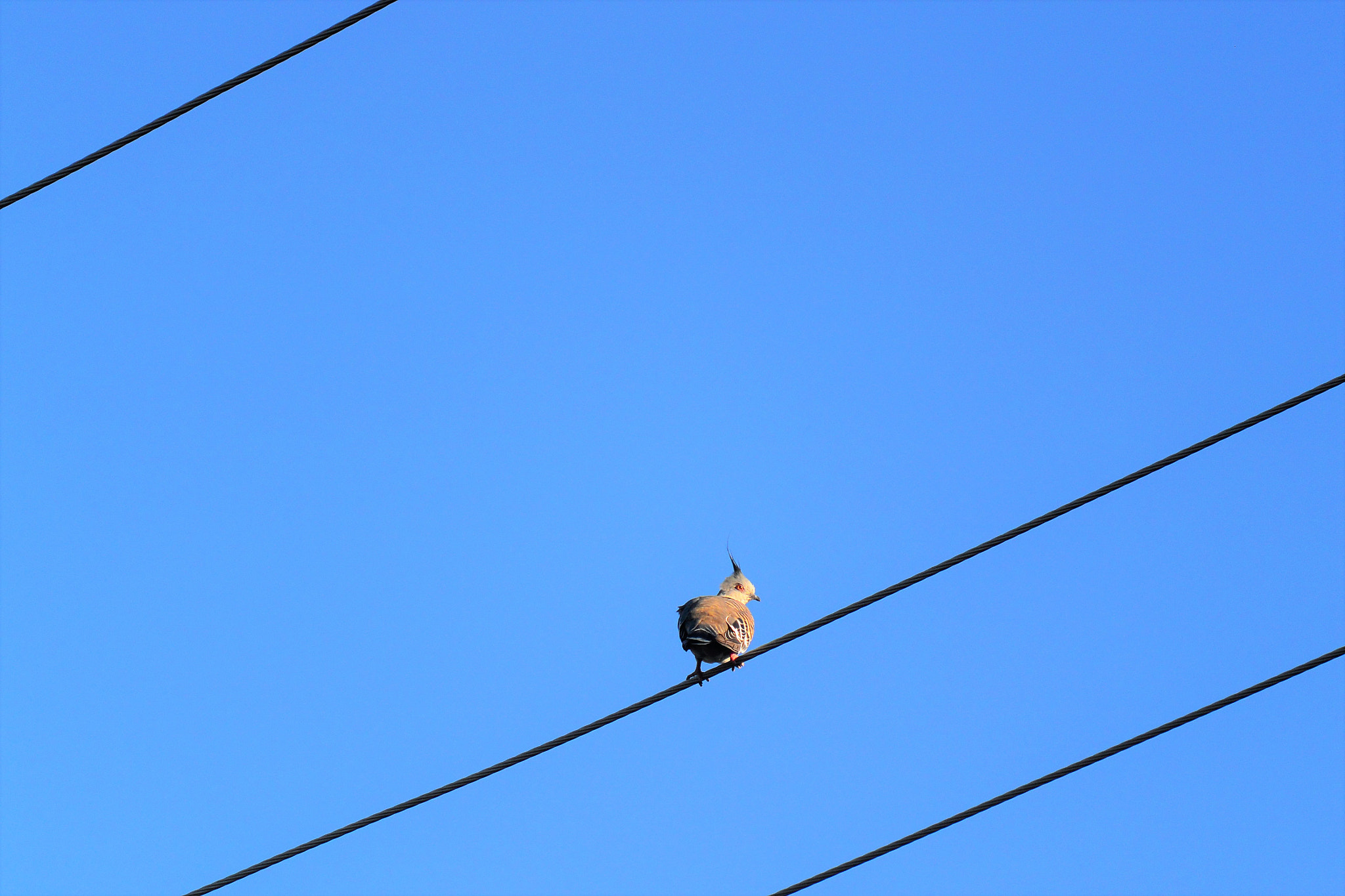 Nikon 1 AW1 sample photo. Crested pigeon photography