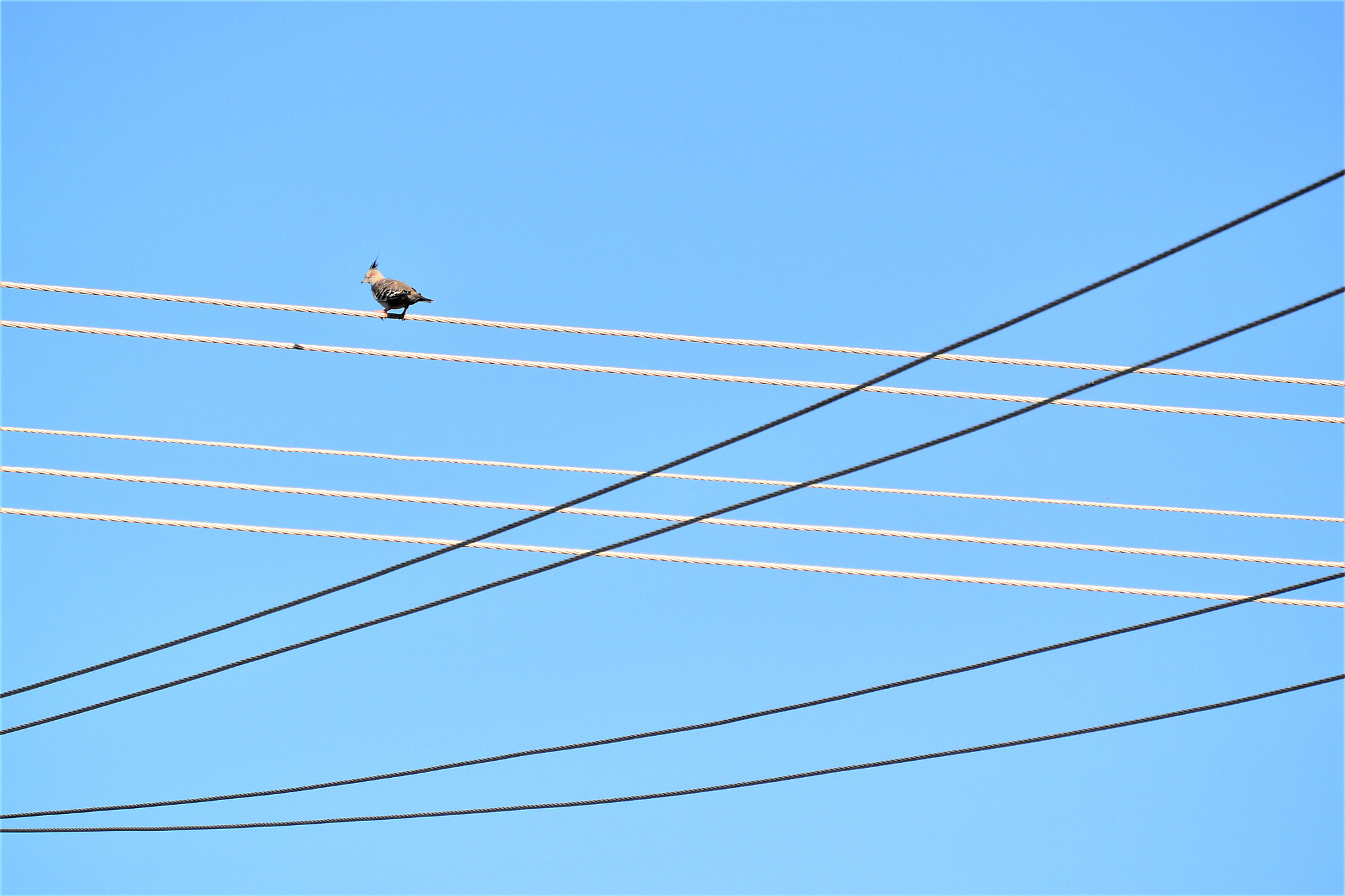 Nikon 1 AW1 sample photo. Crested pigeon photography