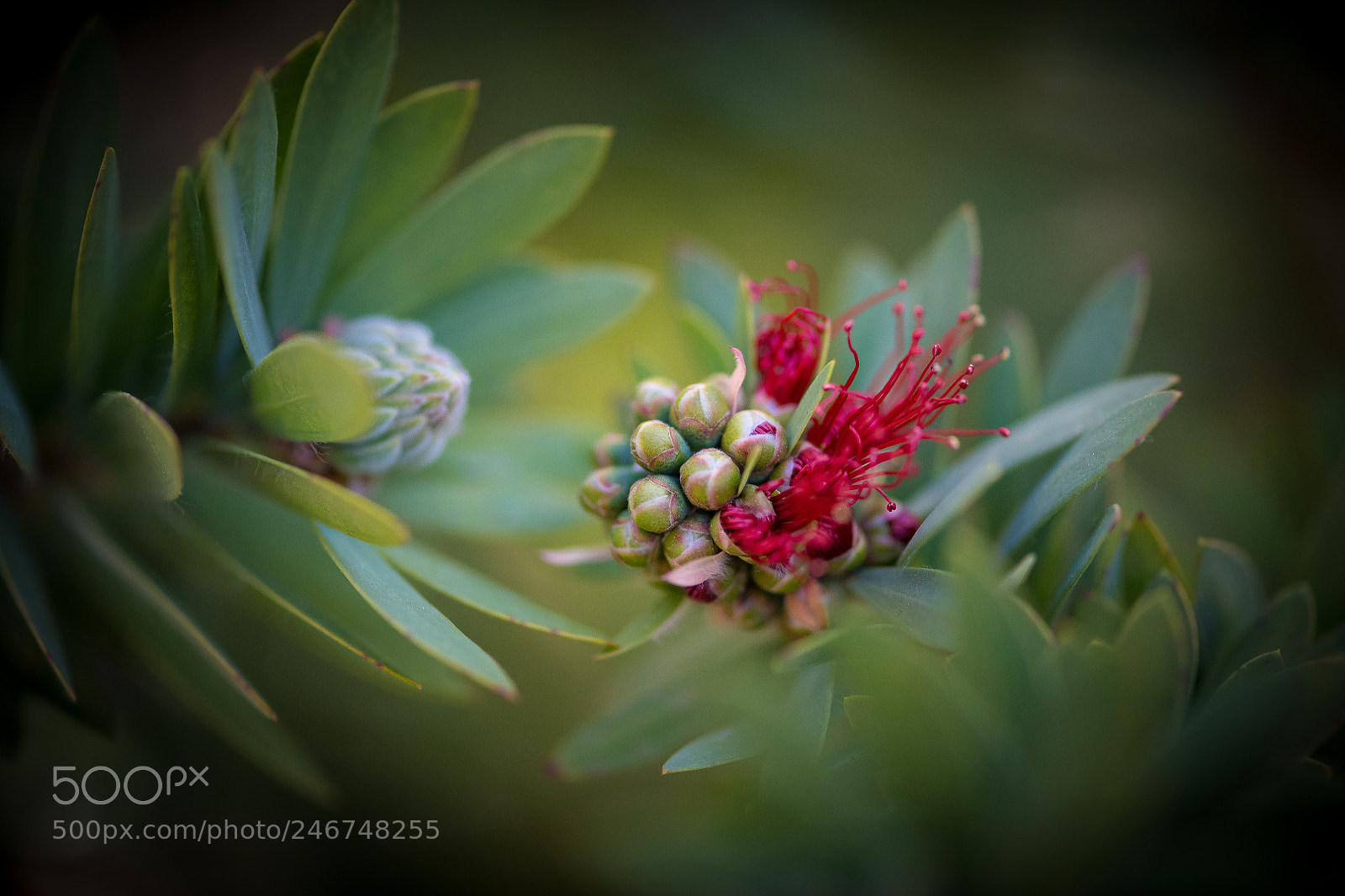 Nikon D850 sample photo. Spring photography