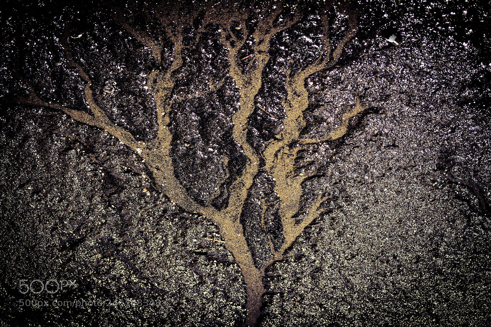 Nikon D7100 sample photo. The sand tree photography