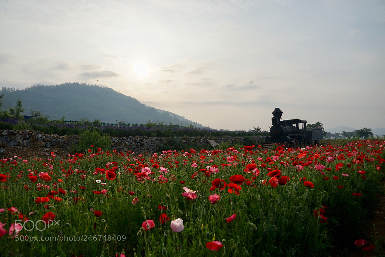 Sony a7 sample photo. 香草园 photography