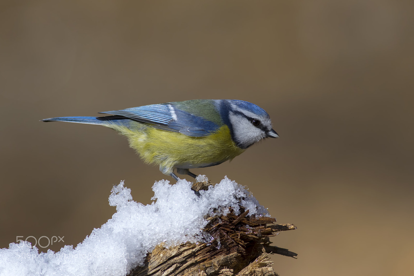 Canon EOS 7D Mark II sample photo. Eurasian blue tit  photography