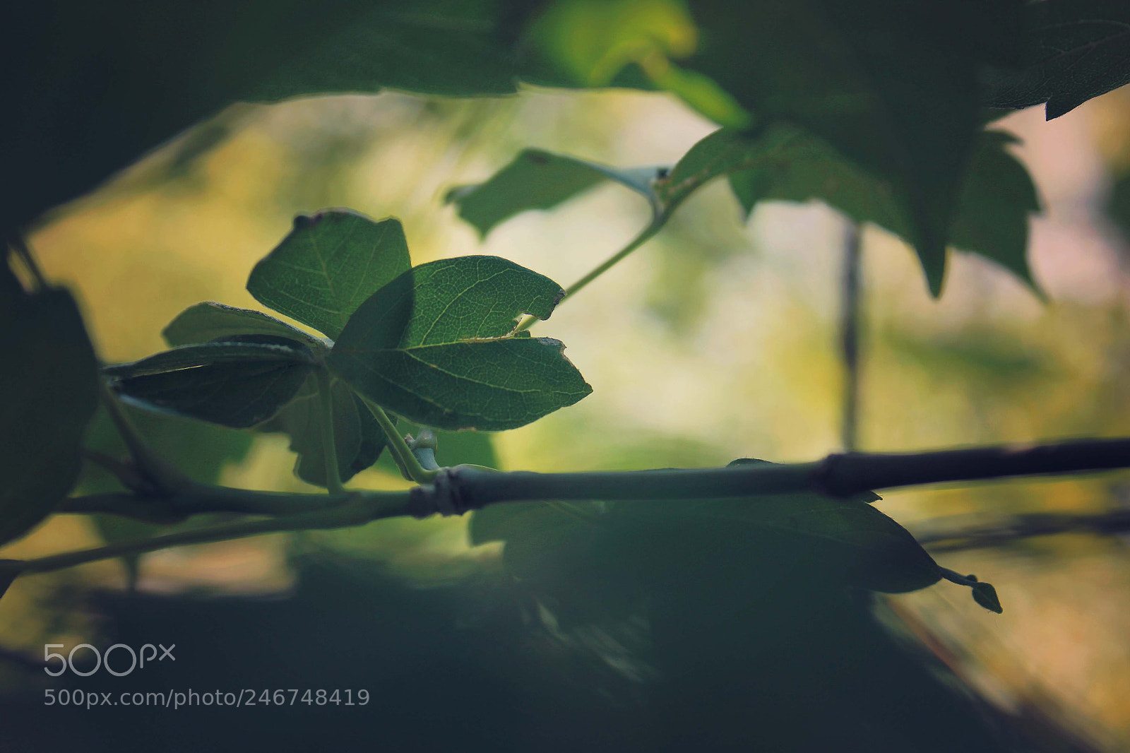 Canon EOS 550D (EOS Rebel T2i / EOS Kiss X4) sample photo. Leaf photography