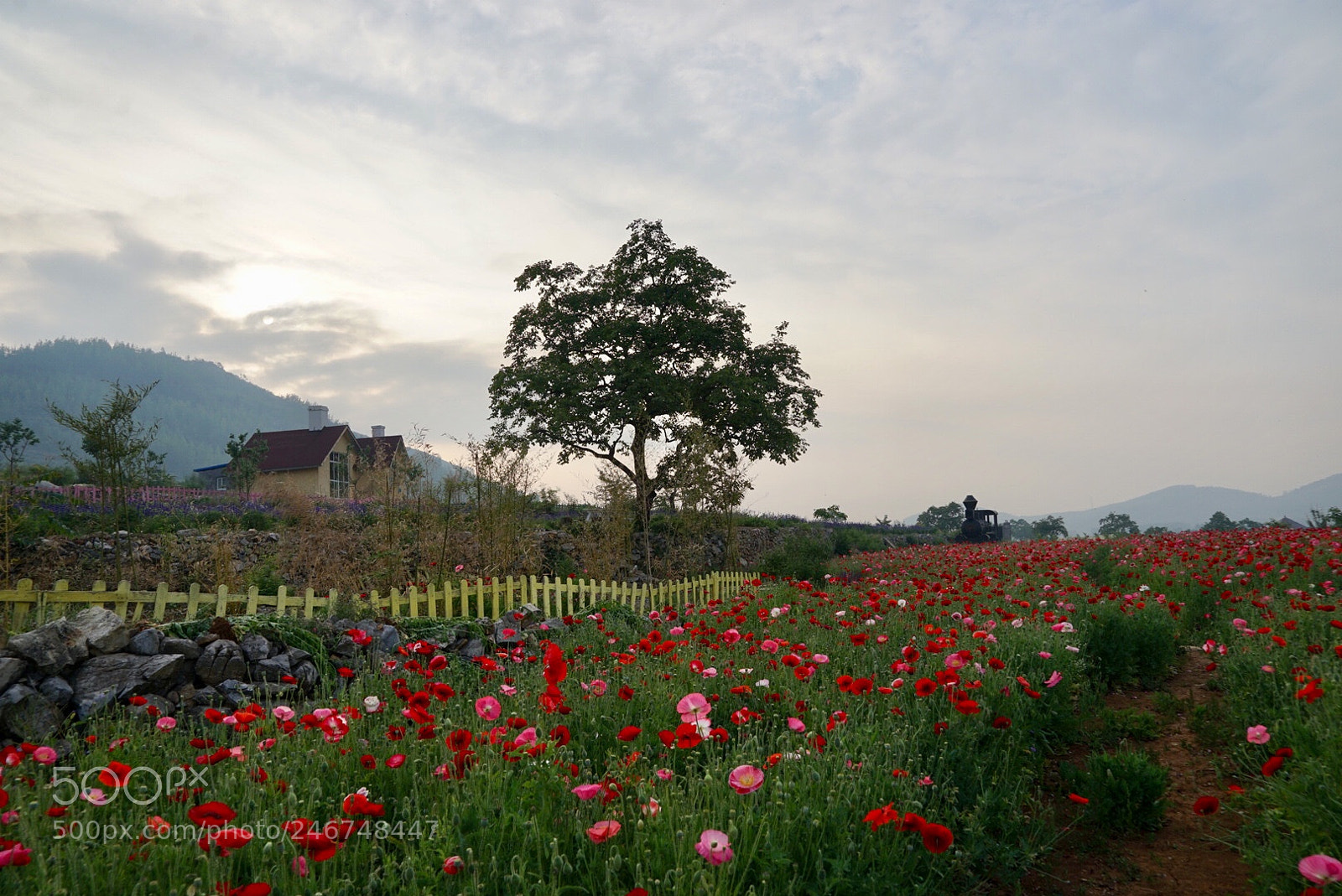 Sony a7 sample photo. 香草园 photography
