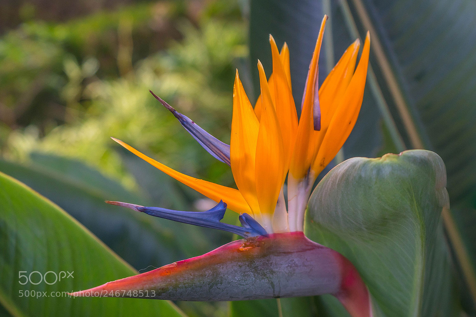 Sony a6300 sample photo. Strelitzia photography
