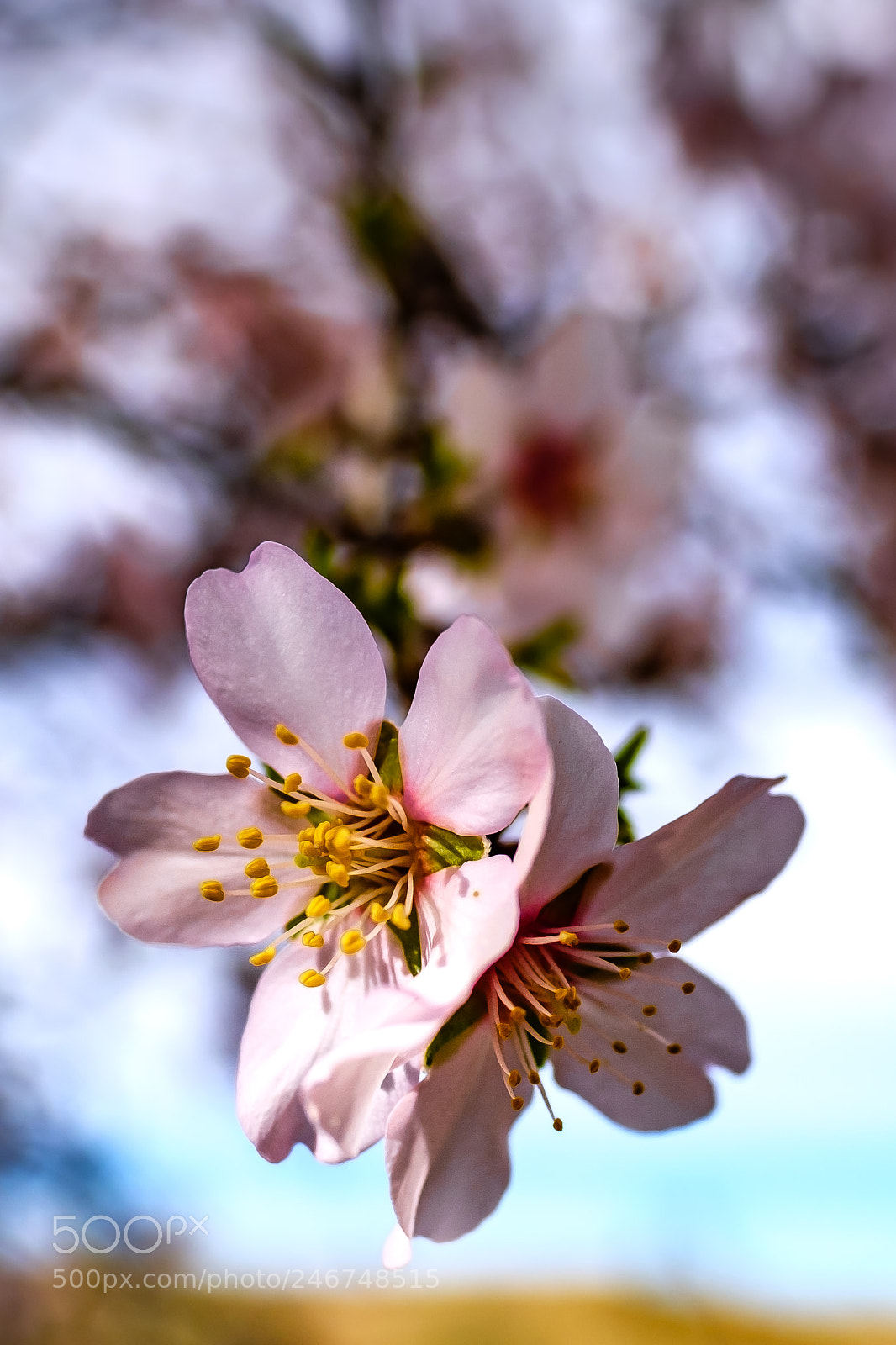 Fujifilm X-T20 sample photo. Spring blossoms. photography