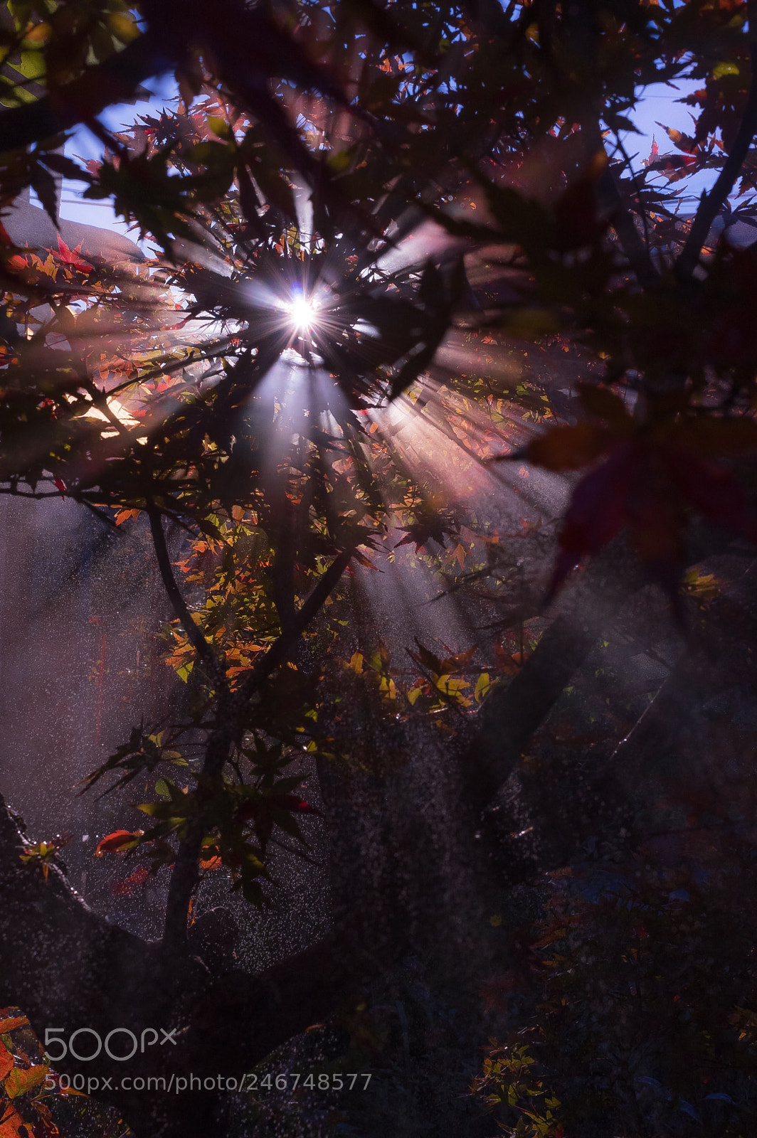 Pentax K-3 II sample photo. God breath you photography