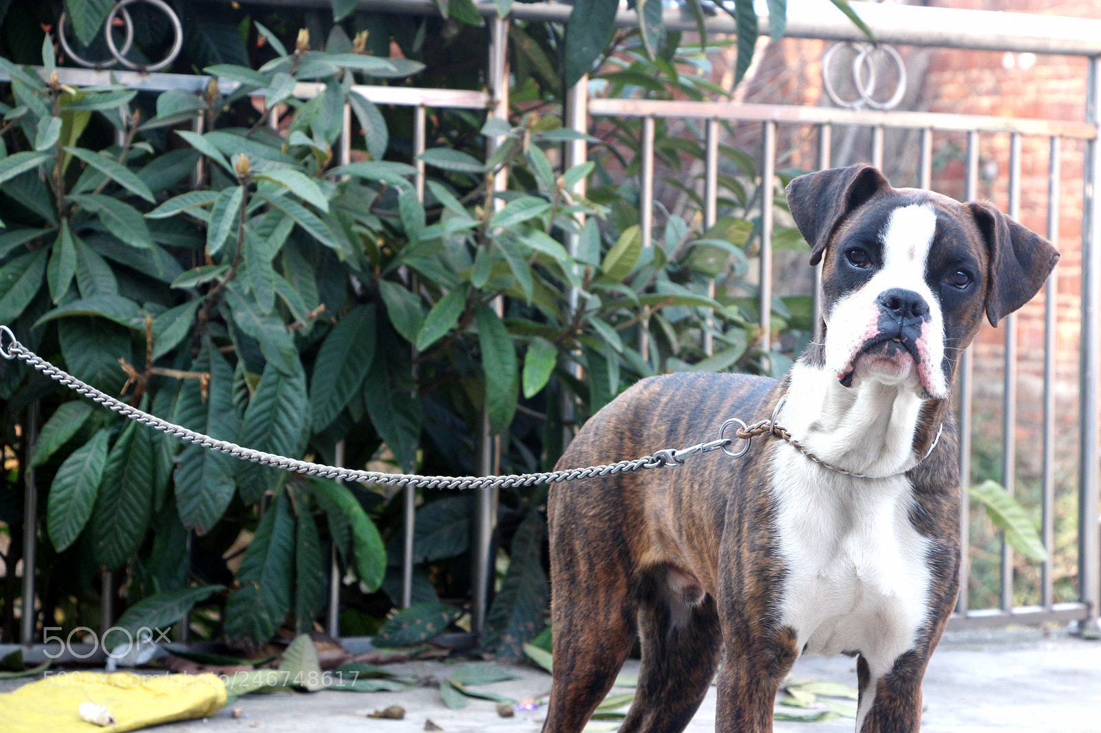 Canon EOS 700D (EOS Rebel T5i / EOS Kiss X7i) sample photo. Wow! photography