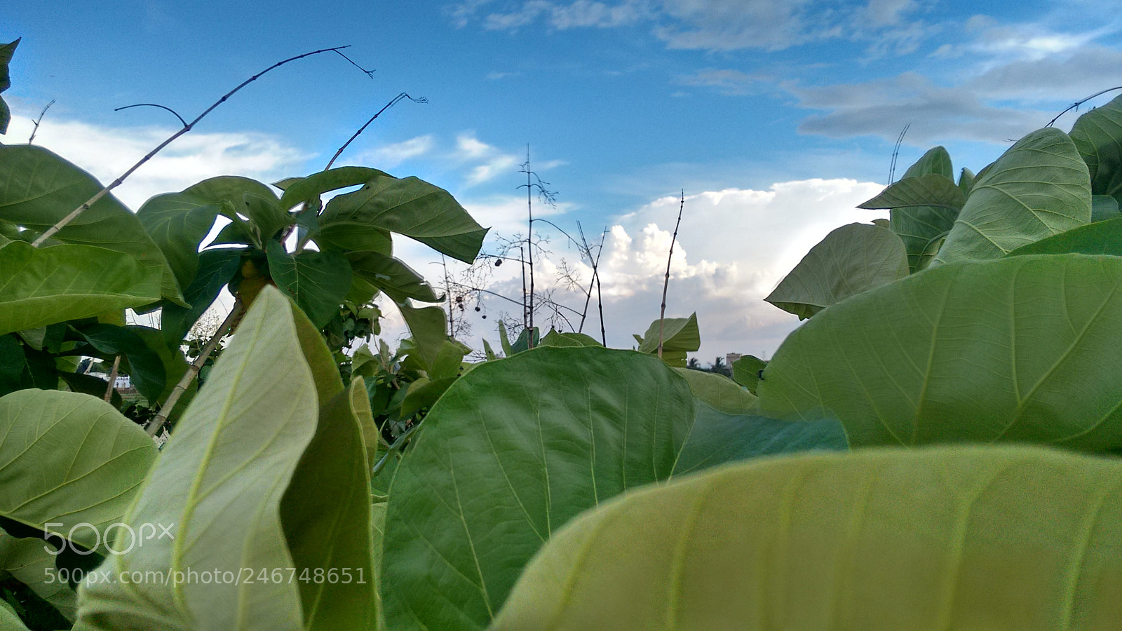 Motorola Moto G (2nd Gen) sample photo. Untitled photography