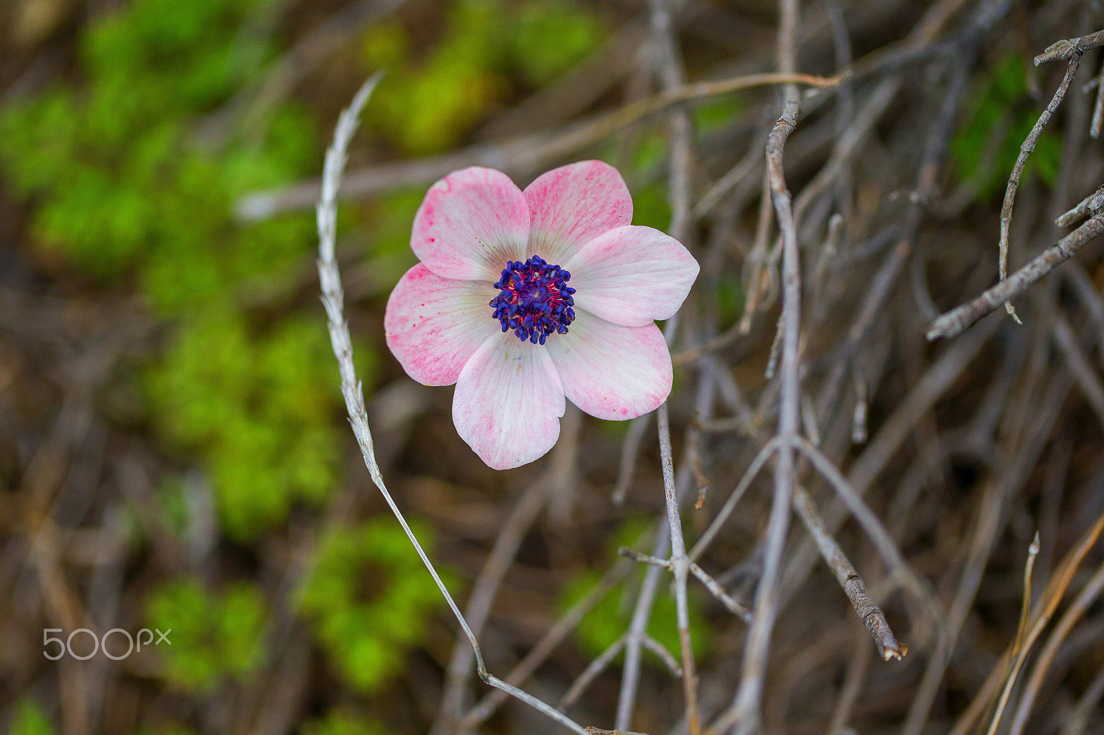 Canon EOS-1D C sample photo. A flower grows where once a battle raged. photography