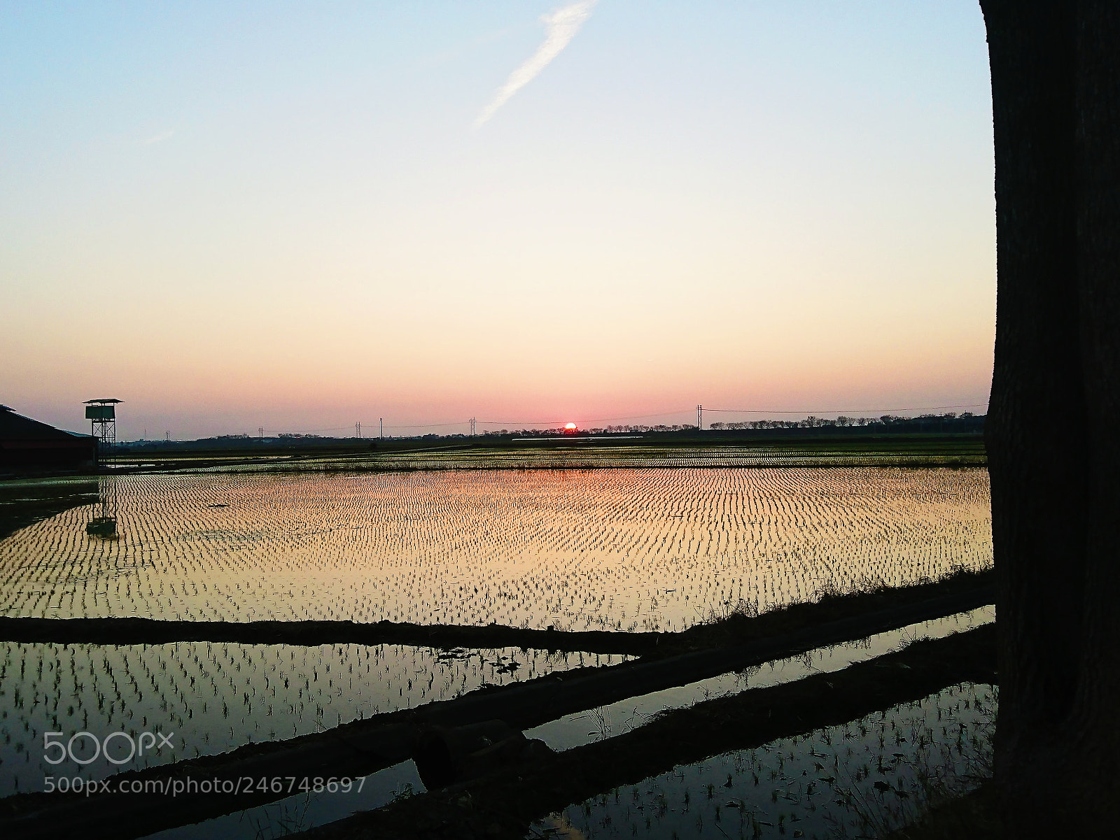Sony Xperia XZ sample photo. Rice field photography