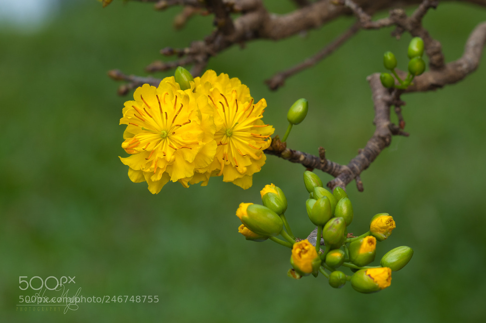 Canon EOS M5 sample photo. Apricot blossom photography