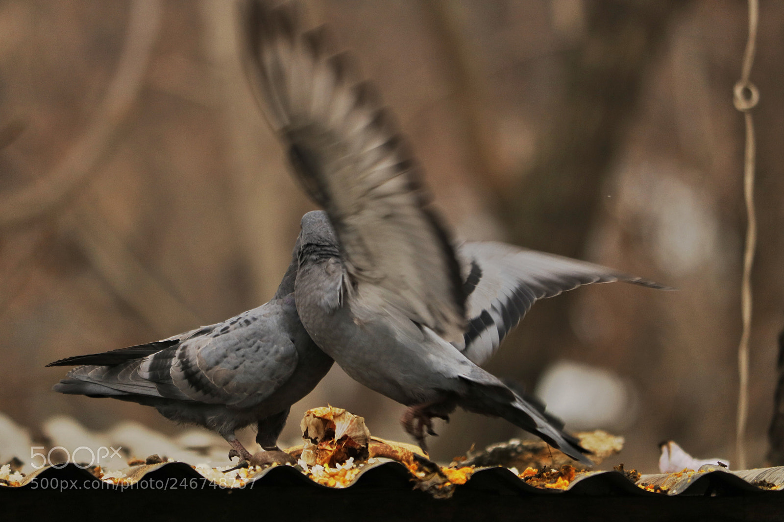 Canon EOS 750D (EOS Rebel T6i / EOS Kiss X8i) sample photo. Dove love photography