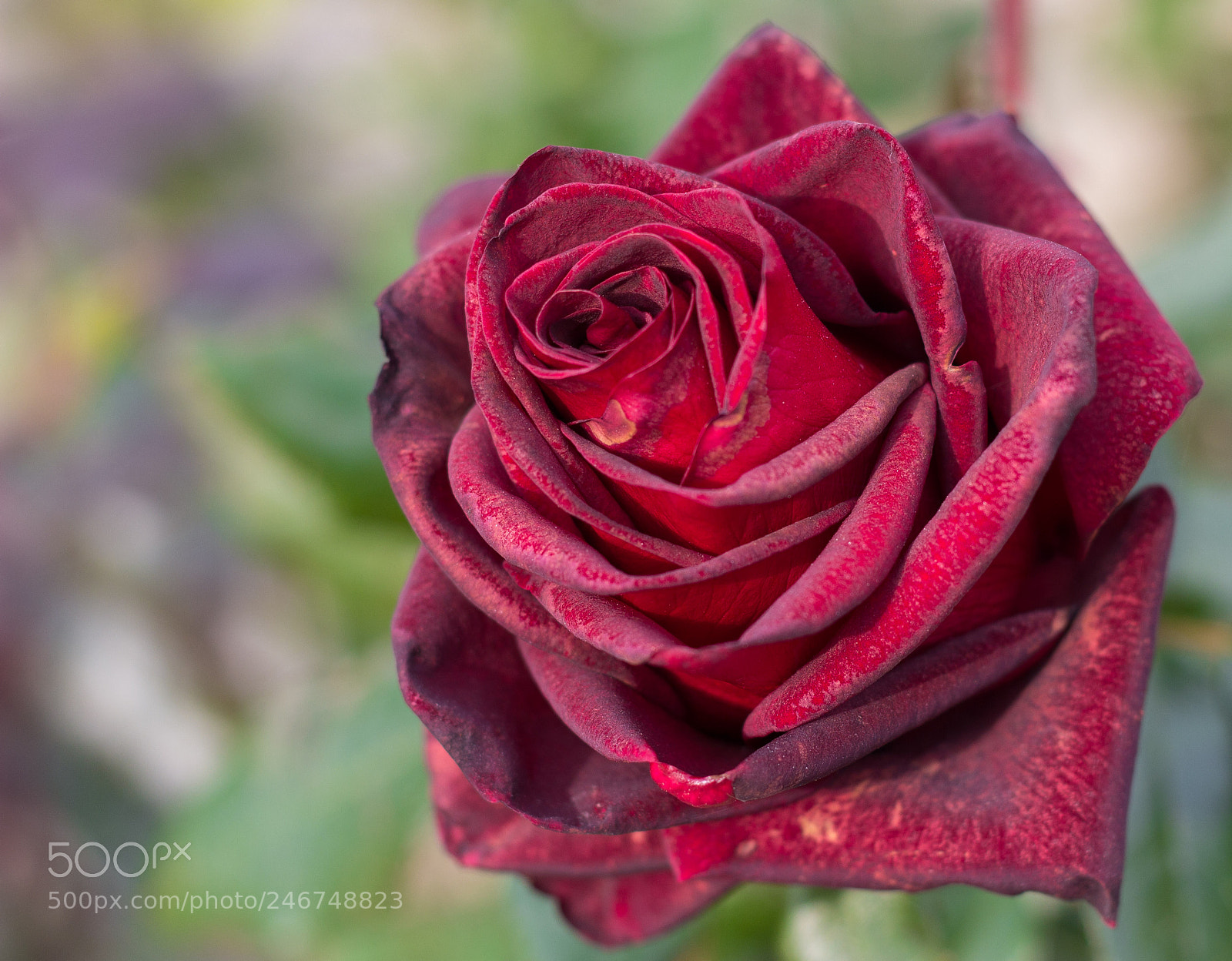 Canon EOS 600D (Rebel EOS T3i / EOS Kiss X5) sample photo. Layers and layers of photography