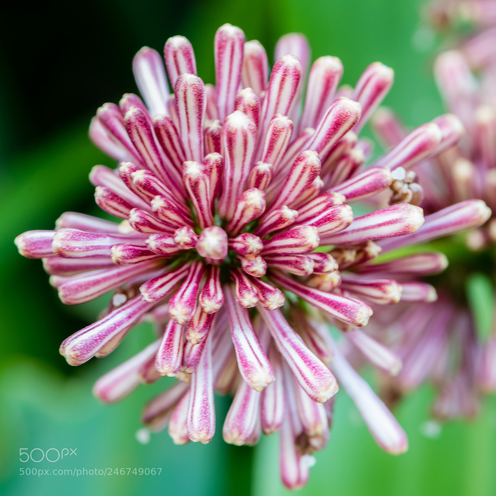 Nikon D810 sample photo. Dracaena fragrans photography