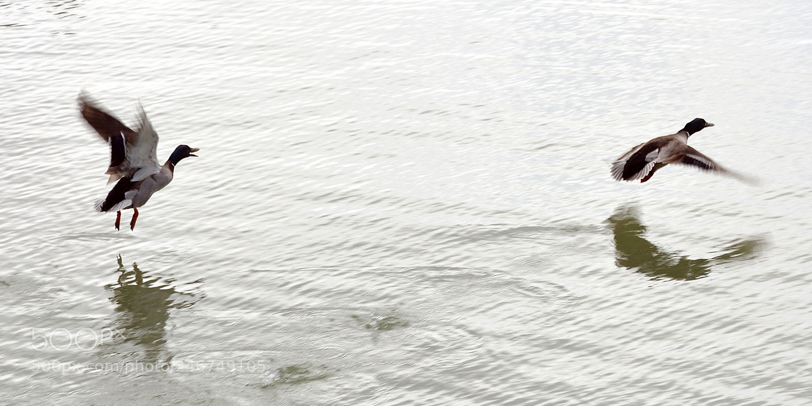 Nikon D5200 sample photo. Take off photography