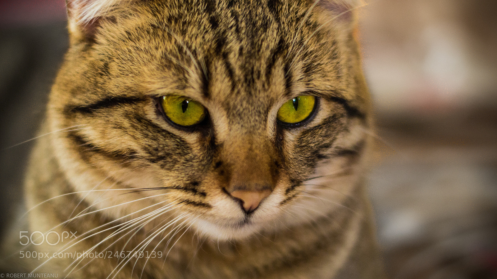 Nikon D3100 sample photo. Untitled photography