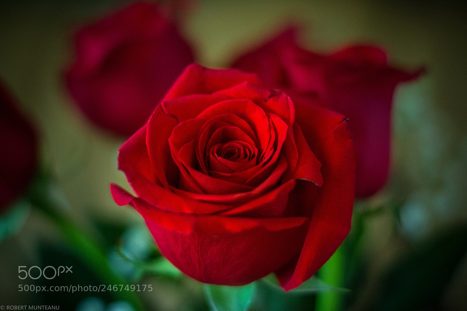 Nikon D3100 sample photo. Untitled photography