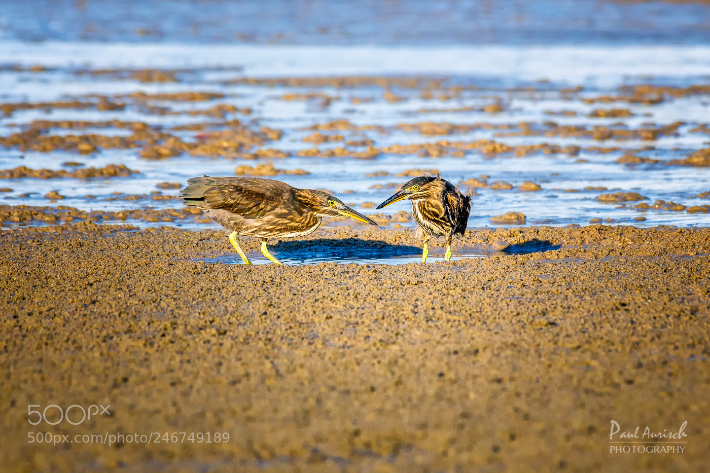 Nikon D500 sample photo. Striated heron butorides striata photography