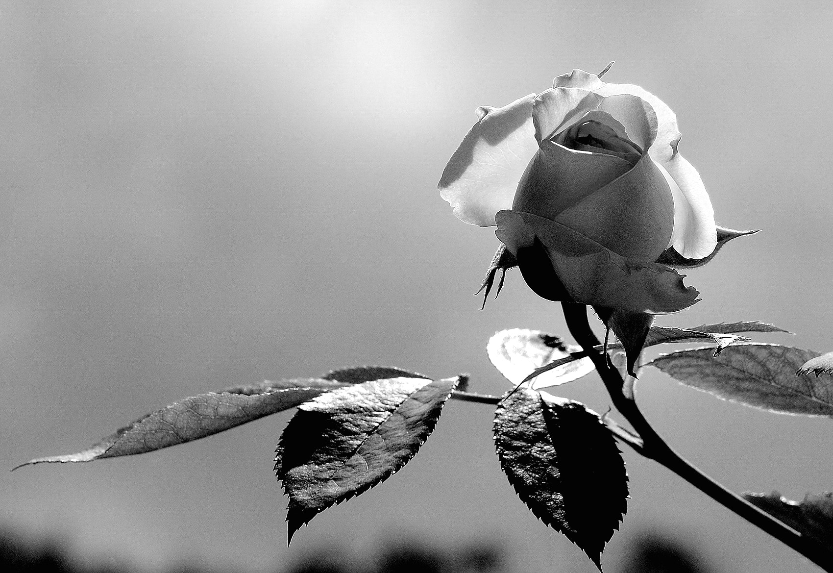 Nikon AF-S Micro-Nikkor 60mm F2.8G ED sample photo. Una rosa in bianco e nero photography