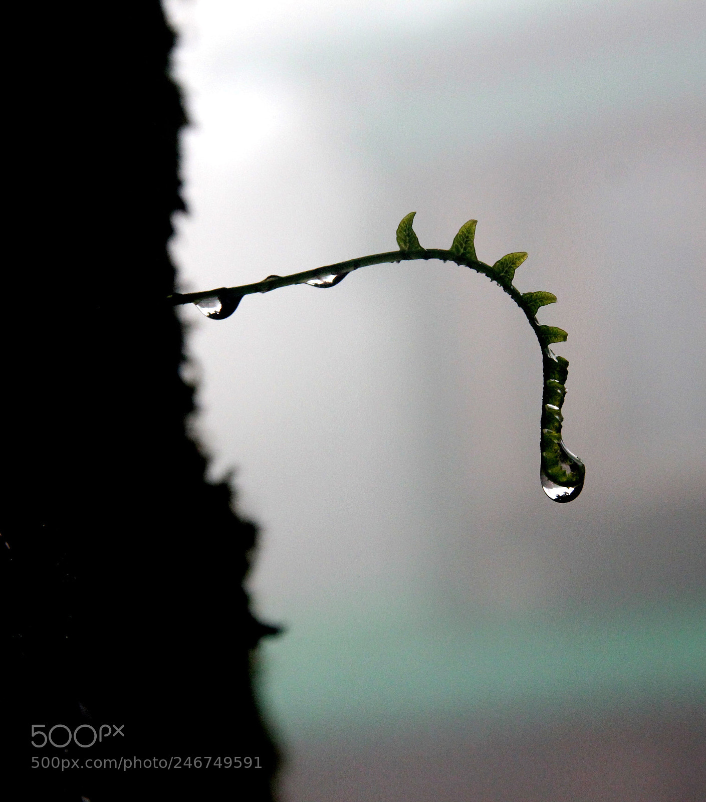 Canon EOS 550D (EOS Rebel T2i / EOS Kiss X4) sample photo. Baby fern photography
