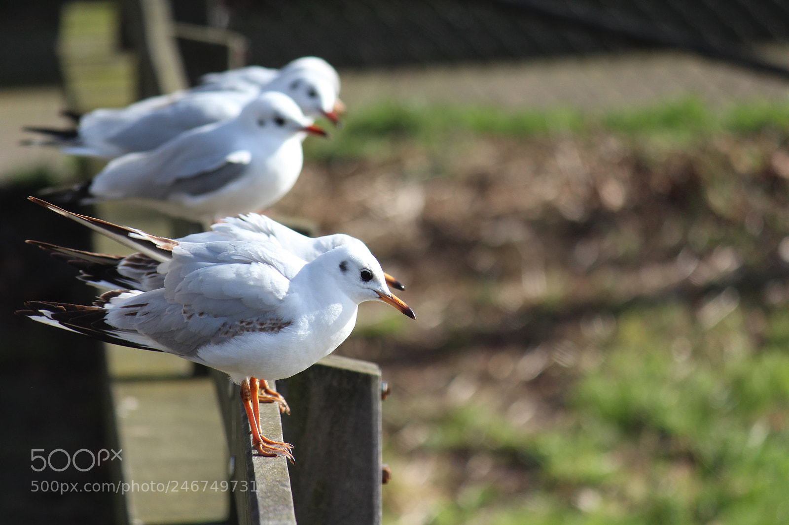 Canon EF-S 55-250mm F4-5.6 IS II sample photo. A glitch in the photography