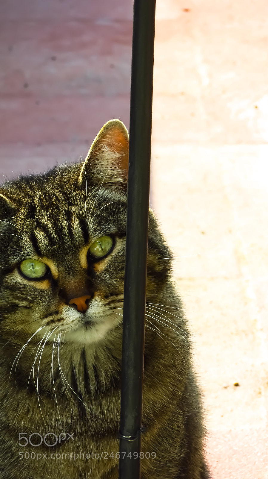 Canon PowerShot SX710 HS sample photo. Angel and evil cat photography
