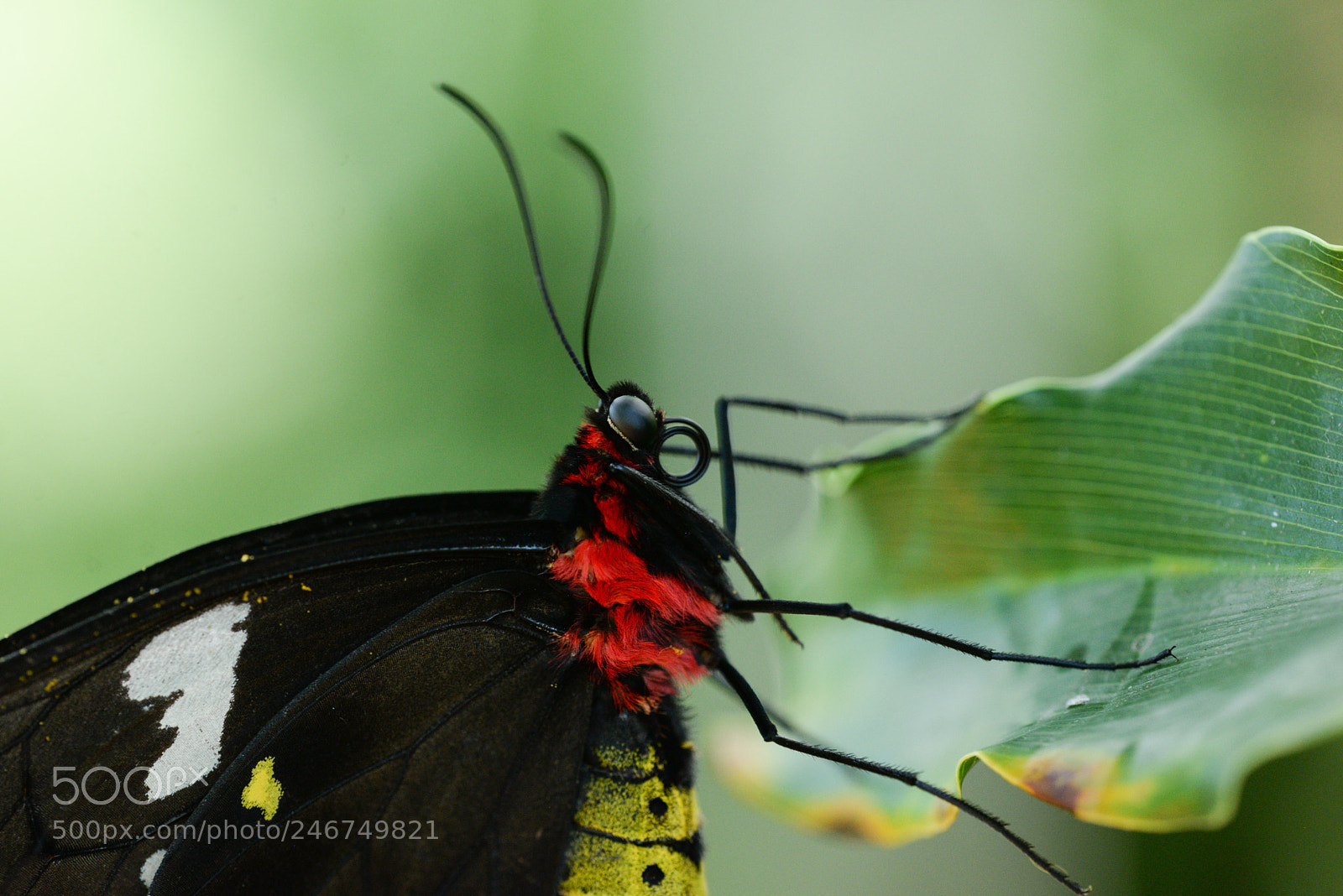 Nikon D610 sample photo. Birdwing butterfly close up photography