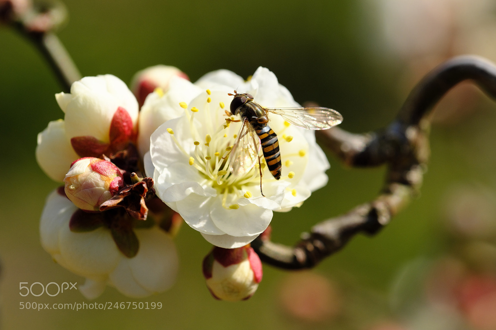 Fujifilm X-T2 sample photo. In the plum tree photography